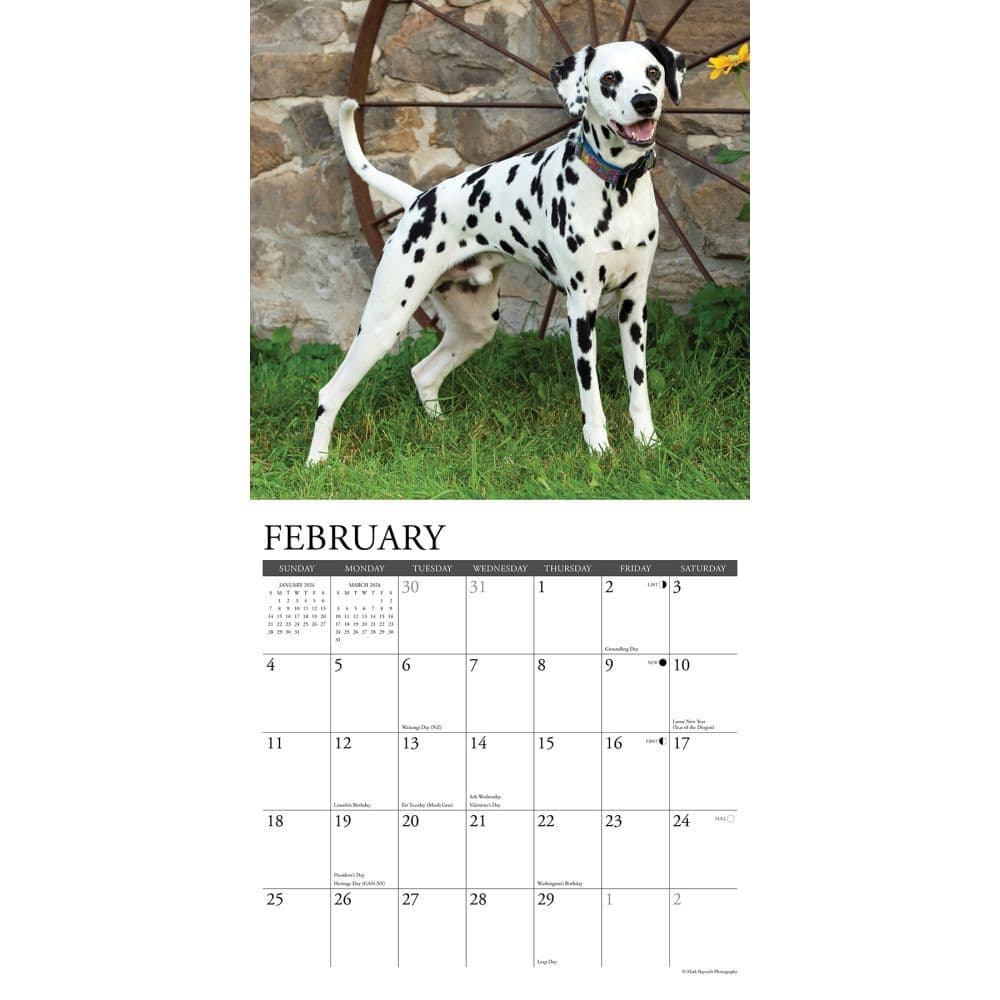 Just Dalmatians 2024 Wall Calendar Calendars Com   6270dfb0 B6bd 433f B95f 477ef17b4ff7