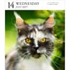image Cat Page-A-Day Gallery 2027 Desk Calendar Second Alternate Image