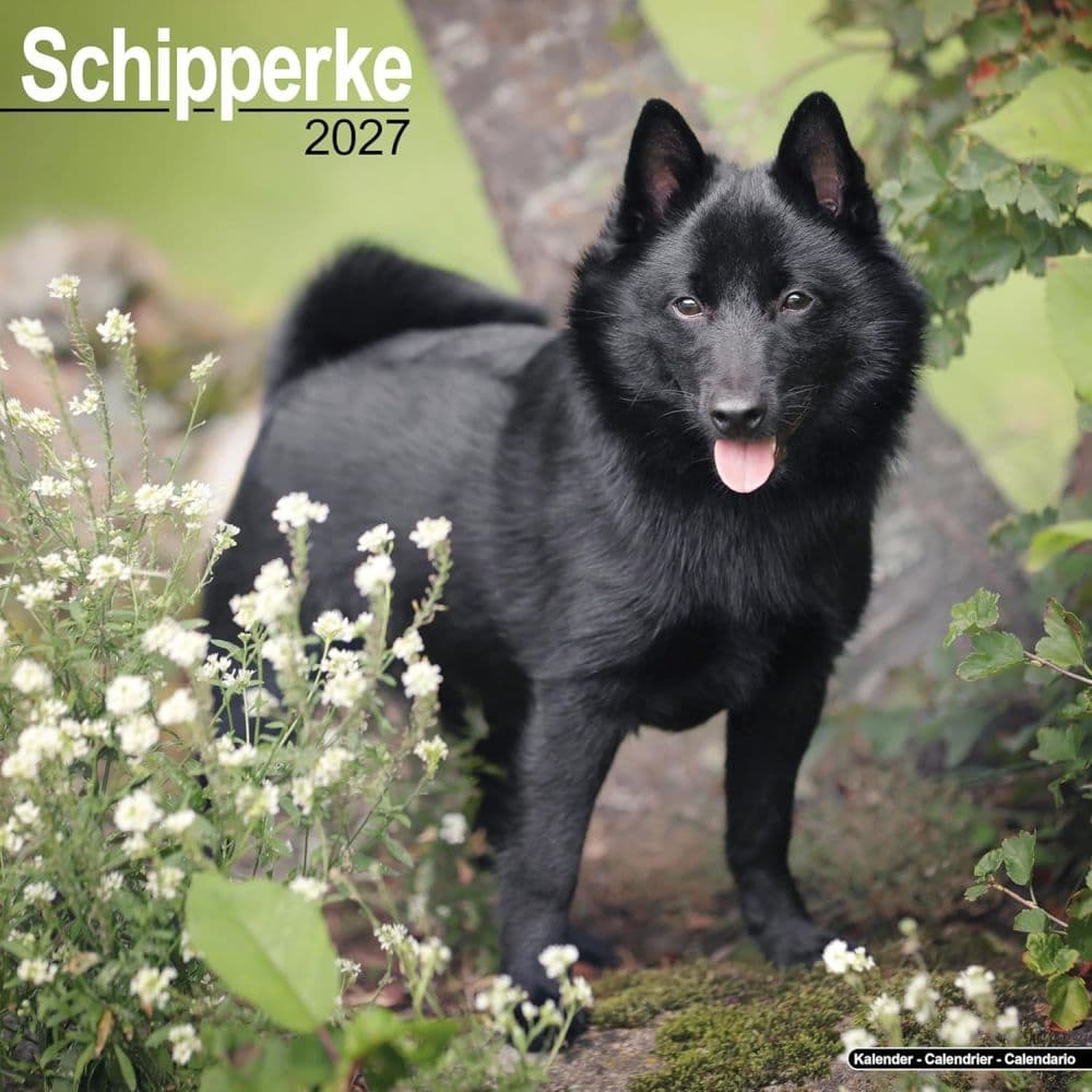Schipperke 2027 Wall Calendar Main Product Image