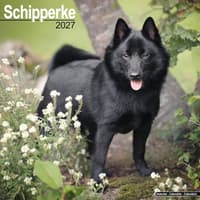 image Schipperke 2027 Wall Calendar Main Product Image
