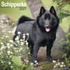 image Schipperke 2027 Wall Calendar Main Product Image