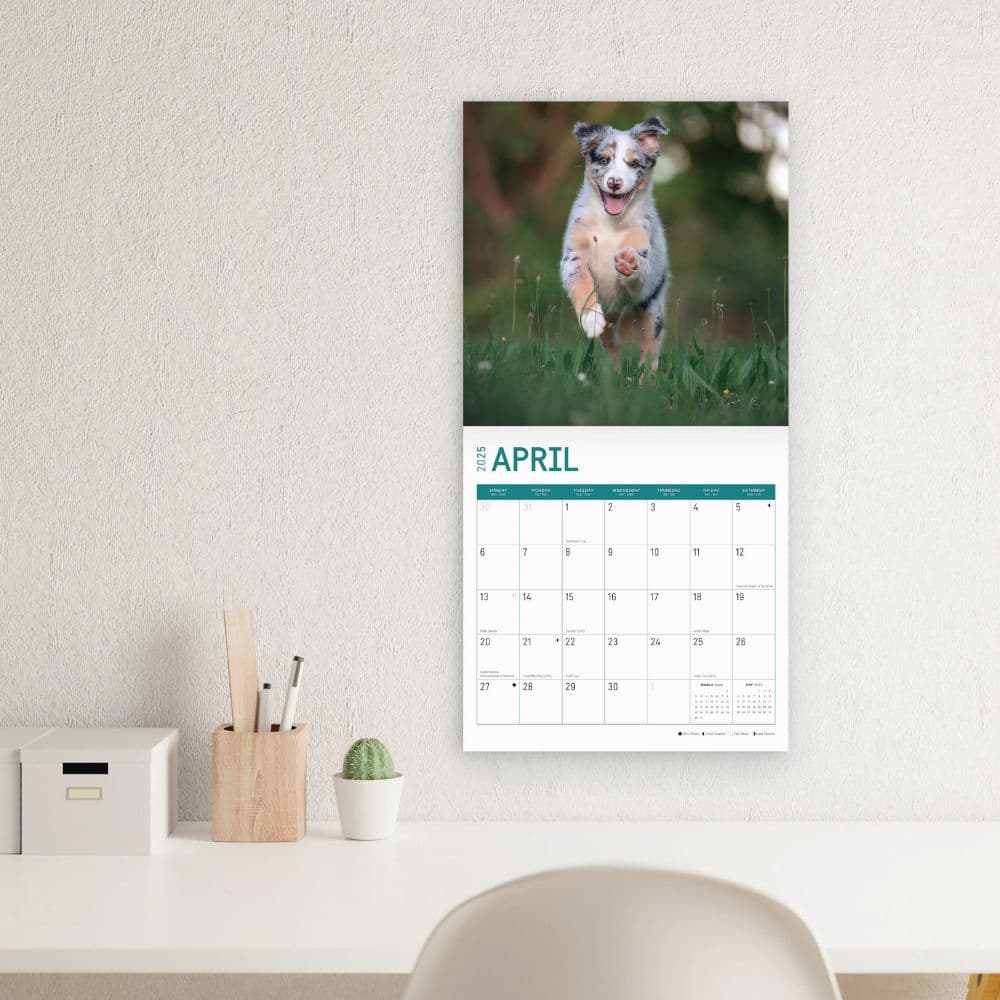 Australian Shepherd Puppies 2025 Wall Calendar Third Alternate Image width="1000" height="1000"