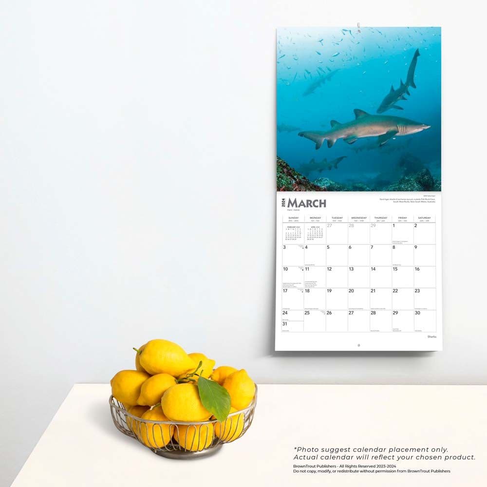 Sharks 2024 Wall Calendar