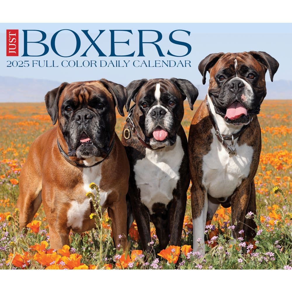 Just Boxers 2025 Desk Calendar