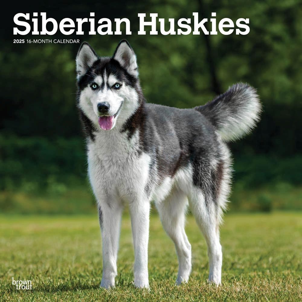 Siberian Huskies 2025 Wall Calendar Main Product Image width=&quot;1000&quot; height=&quot;1000&quot;