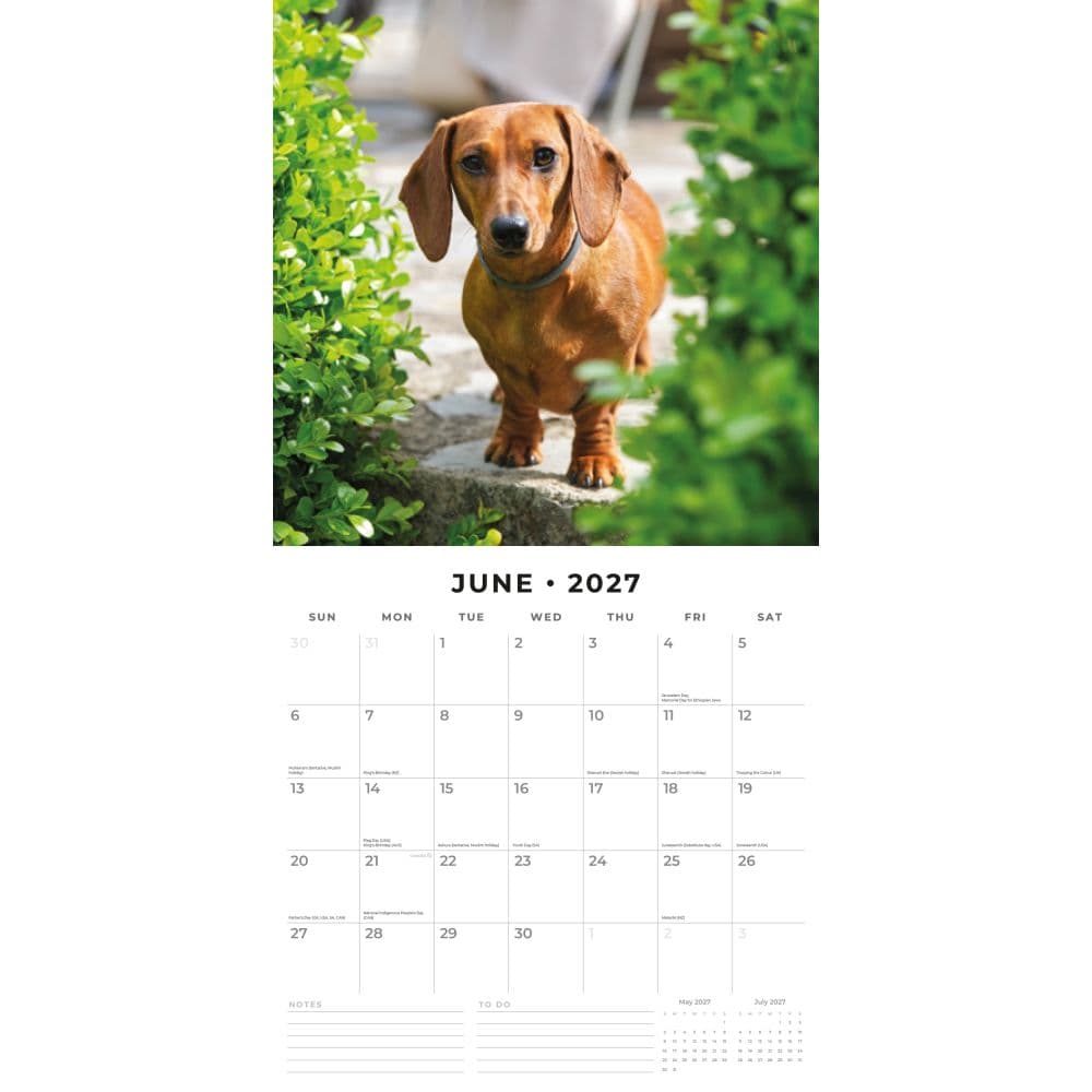 Dachshunds 2027 Wall Calendar Second Alternate Image