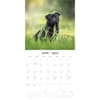 image Pugs 2025 Wall Calendar Alt2