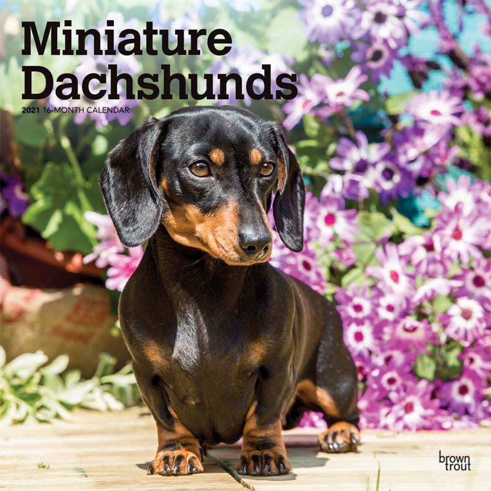 Miniature Dachshunds Wall Calendar