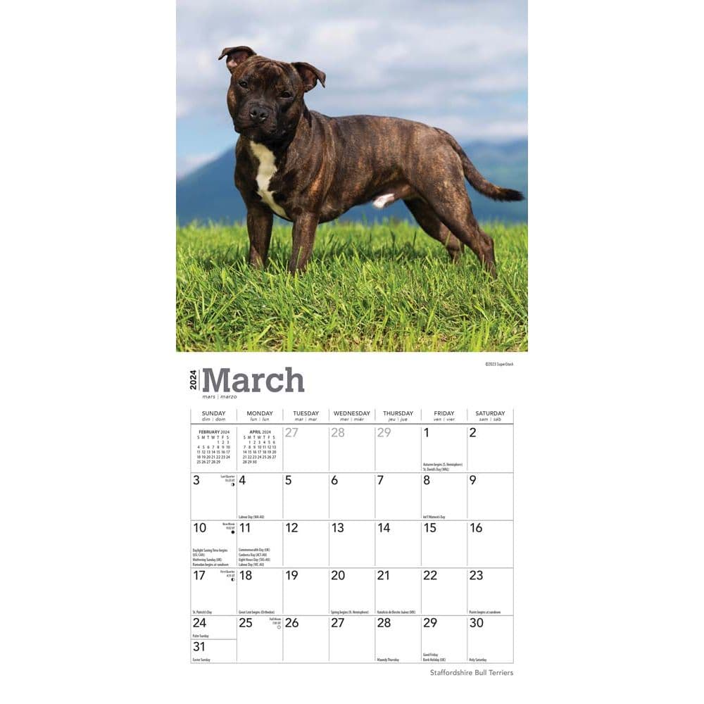 Staffordshire Bull Terriers 2024 Mini Wall Calendar