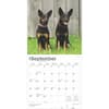 image Australian Kelpies 2025 Wall Calendar