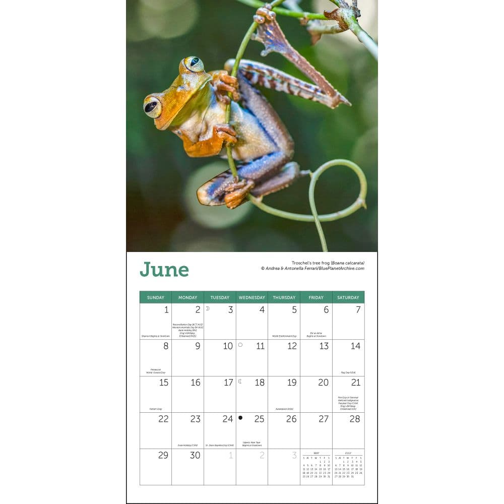 Frogs 2025 Mini Wall Calendar