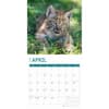 image Baby Big Cats 2025 Wall Calendar Second Alternate Image width="1000" height="1000"