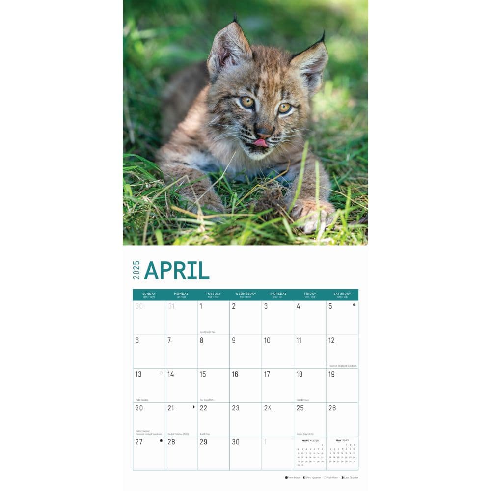 Baby Big Cats 2025 Wall Calendar Second Alternate Image width="1000" height="1000"