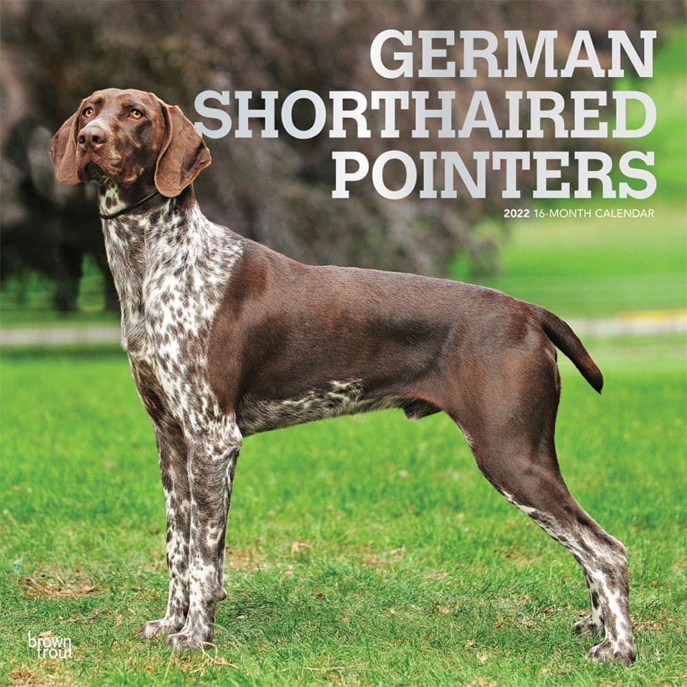 German Shorthaired Pointers 2022 Wall Calendar
