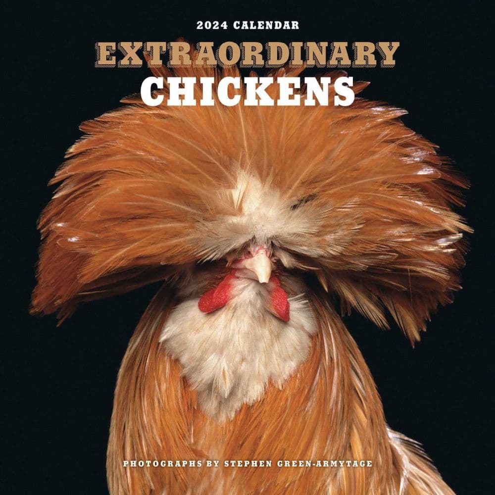 Extraordinary Chickens 2024 Wall Calendar Calendars Com   637b6472 7974 4db2 882d Efa2e928175e