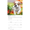 image Bulldog Puppies 2026 Mini Wall Calendar Fourth Alternate Image