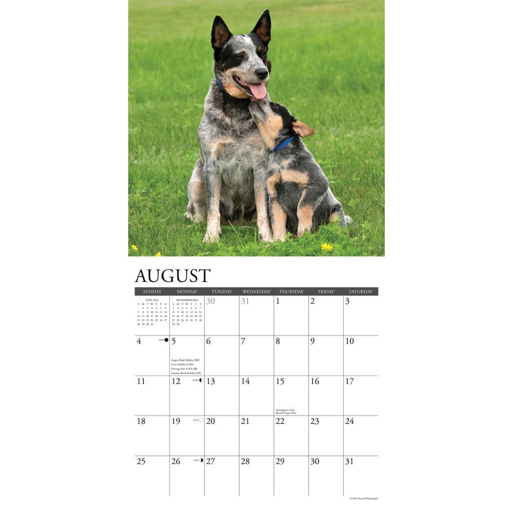 Blue Heelers 2024 Wall Calendar