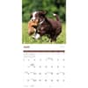 image Playful Puppies 2025 Wall Calendar Third Alternate Image width="1000" height="1000"