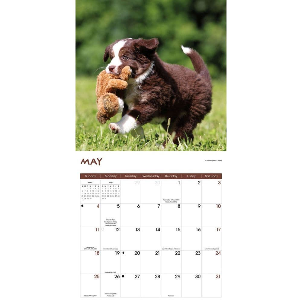 Playful Puppies 2025 Wall Calendar Third Alternate Image width="1000" height="1000"