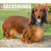 image Just Dachshunds 2025 Desk Calendar Fifth Alternate Image