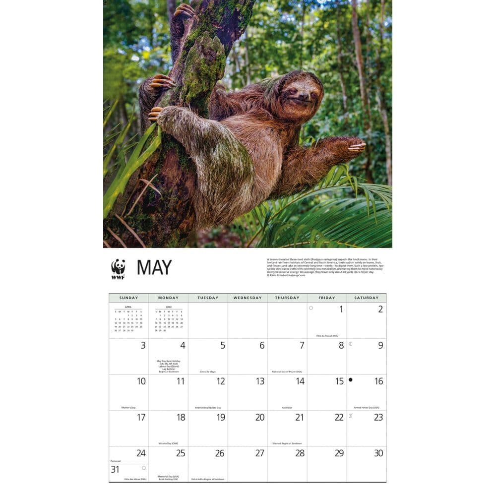 Sloths WWF 2026 Wall Calendar Third Alternate Image