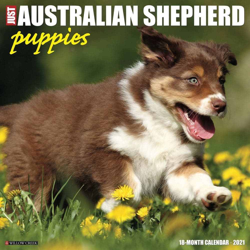 Australian Shepherd Puppies Wall Calendar
