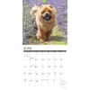 image Chow Chows 2026 Wall Calendar Second Alternate Image