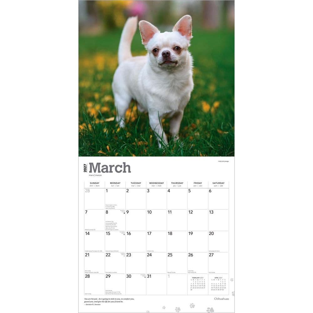 Chihuahuas 2027 Wall Calendar Second Alternate Image