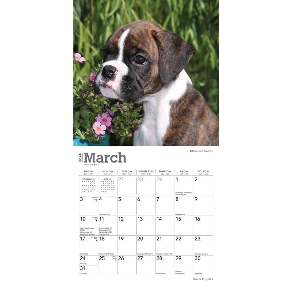 Boxer Puppies 2024 Mini Wall Calendar