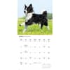 image Border Collies 2026 Wall Calendar Third Alternate Image