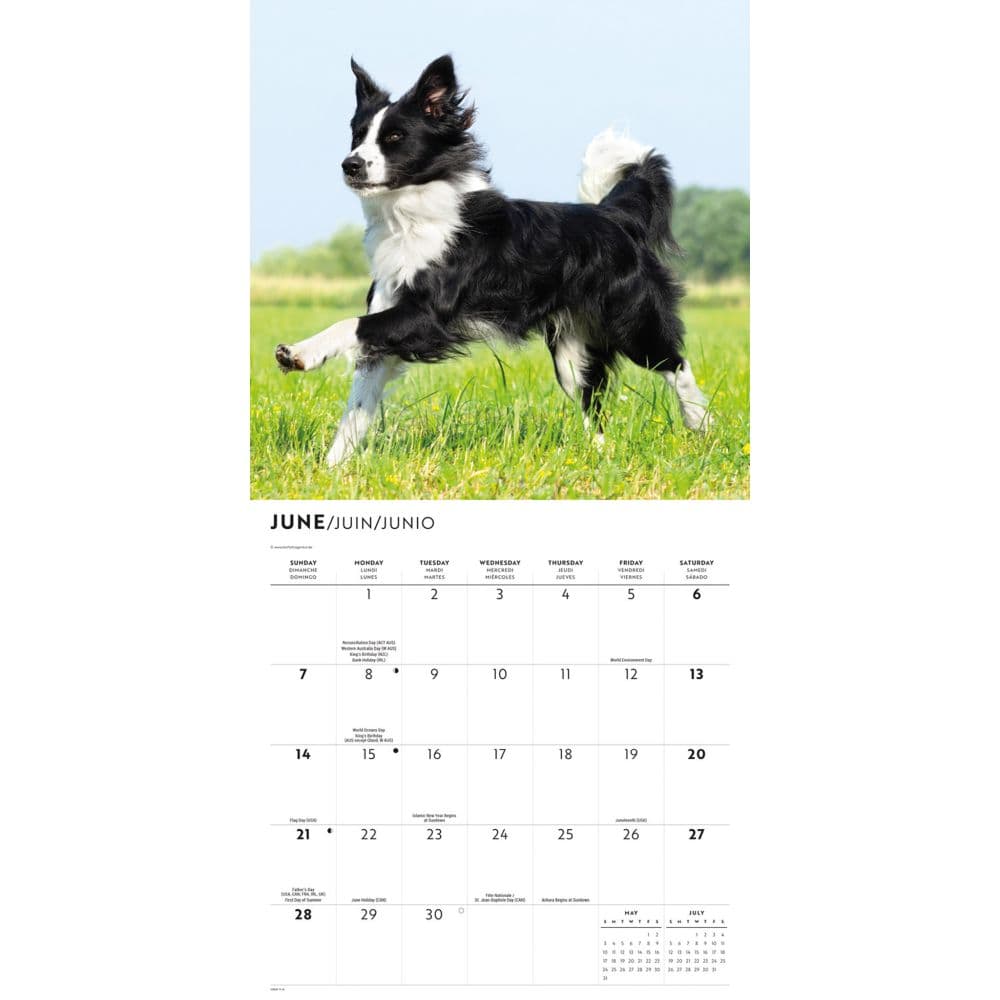 Border Collies 2026 Wall Calendar Third Alternate Image