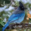 image Songbirds 2026 Wall Calendar_Main Image