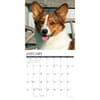 image Just Corgis 2026 Wall Calendar Second Alternate Image