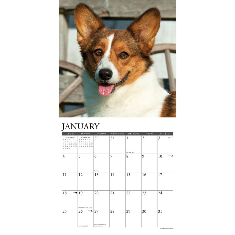 Just Corgis 2026 Wall Calendar Second Alternate Image
