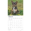 image Chihuahuas 2025 Wall Calendar First Alternate Image width=&quot;1000&quot; height=&quot;1000&quot;