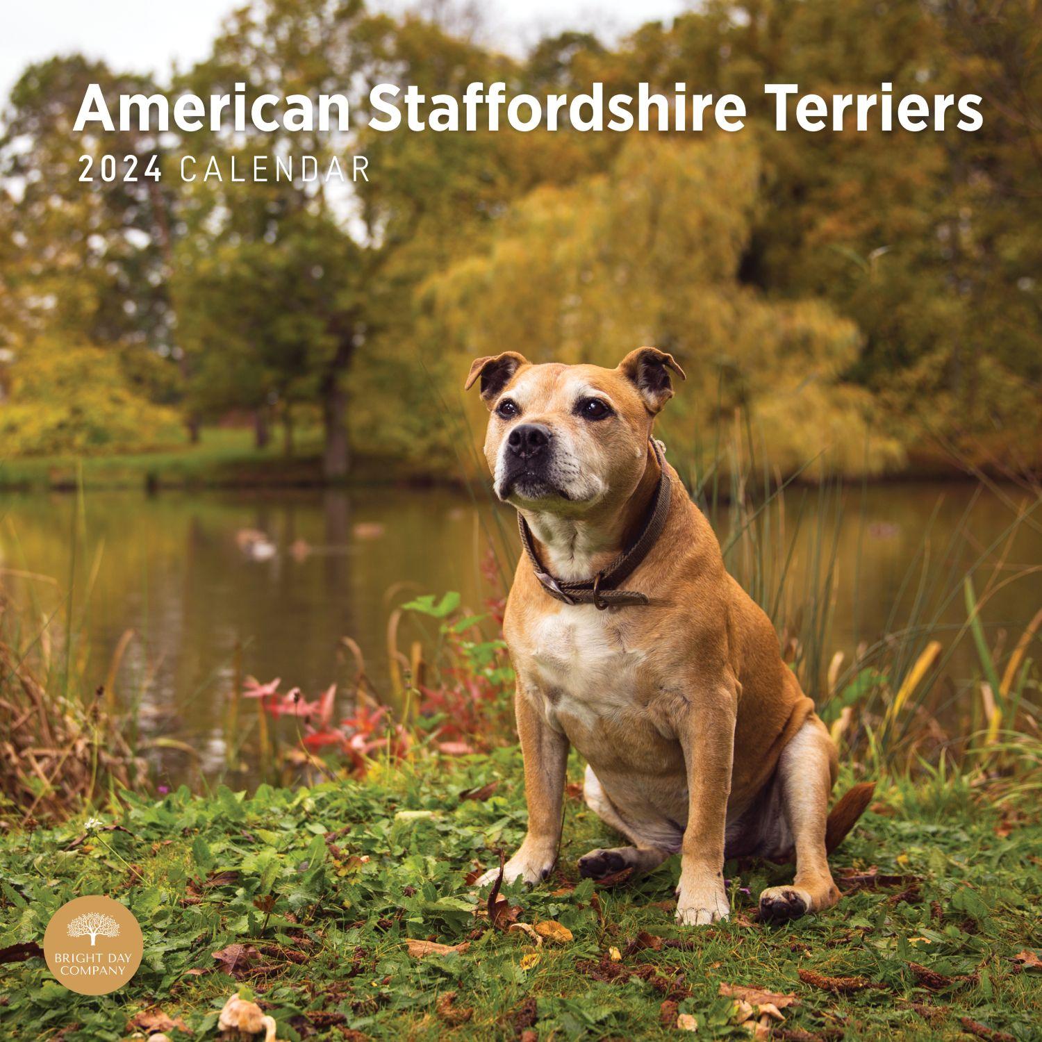 American Staffordshire Bull Terriers 2024 Wall Calendar Calendars Com   646eb164 790d 4cb3 8029 62a443b7d72f