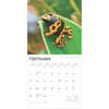 image Frogs 2025 Wall Calendar Third Alternate Image width=&quot;1000&quot; height=&quot;1000&quot;