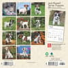 image Jack Russell Terrier Puppies 2025 Mini Wall Calendar First Alternate Image width=&quot;1000&quot; height=&quot;1000&quot;