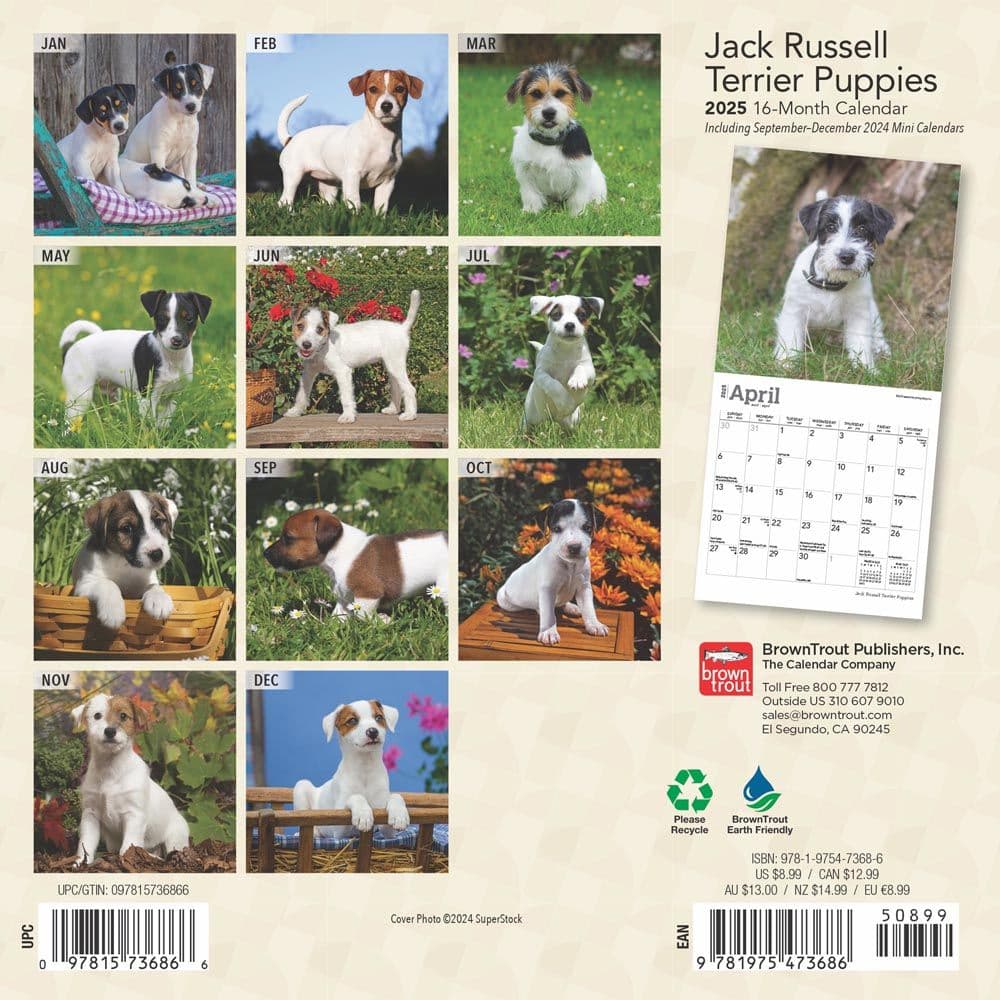 Jack Russell Terrier Puppies 2025 Mini Wall Calendar First Alternate Image width=&quot;1000&quot; height=&quot;1000&quot;