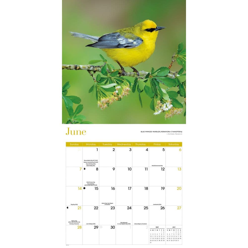 Songbirds Special Value 2026 Wall Calendar Third Alternate Image