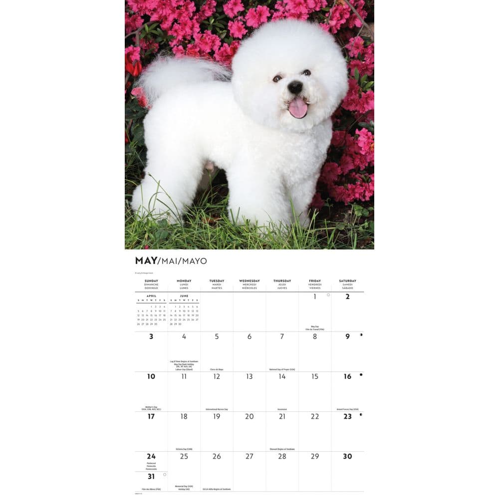 Bichon Frise 2026 Wall Calendar Third Alternate Image