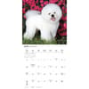 image Bichon Frise 2026 Wall Calendar Third Alternate Image