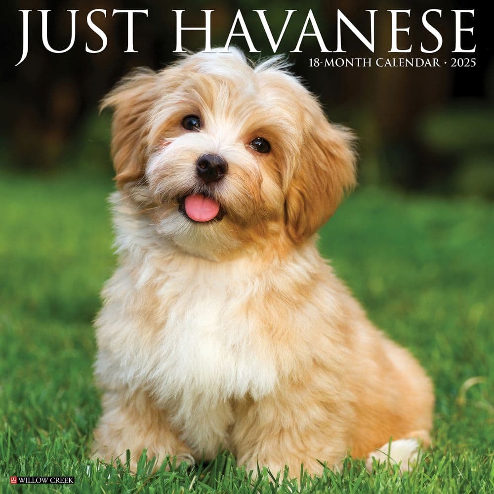 Just Havanese 2025 Wall Calendar Main Image