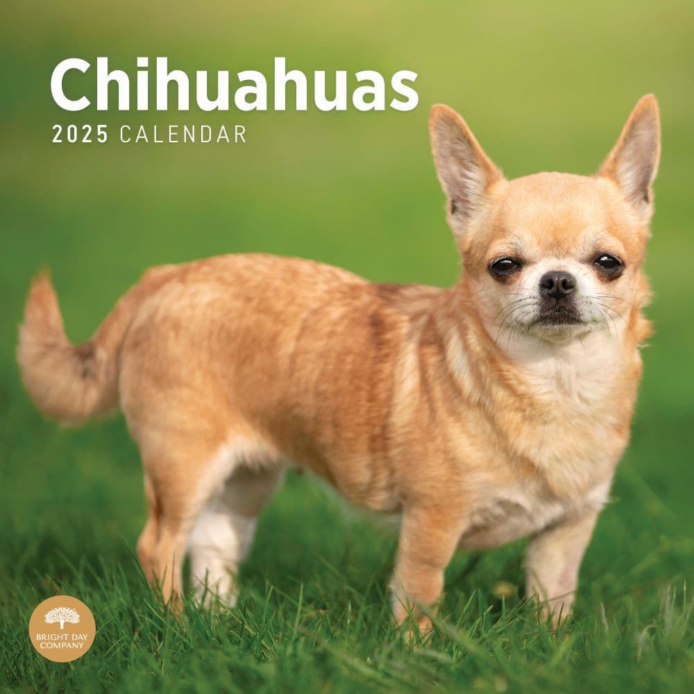 Chihuahuas 2025 Wall Calendar Main Product Image