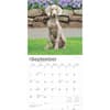 image Weimaraners 2025 Wall Calendar Third Alternate Image width=&quot;1000&quot; height=&quot;1000&quot;