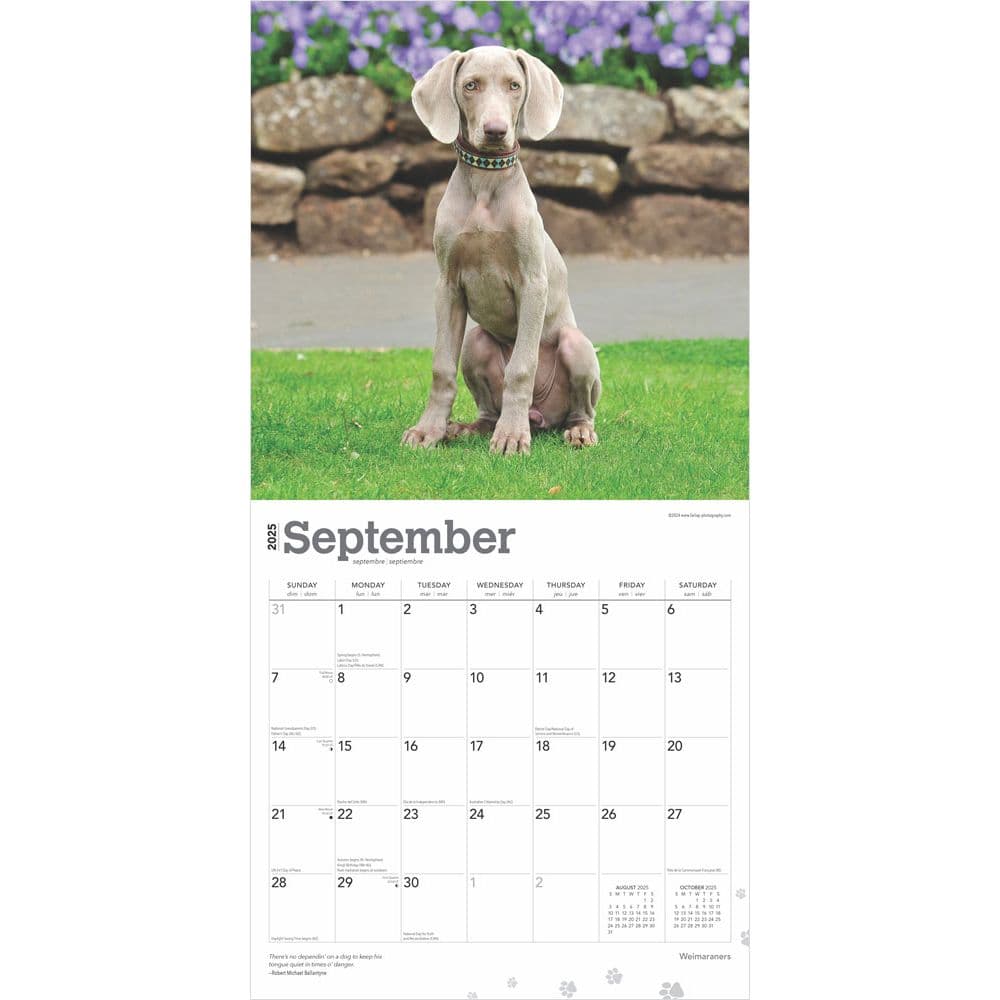 Weimaraners 2025 Wall Calendar Third Alternate Image width=&quot;1000&quot; height=&quot;1000&quot;