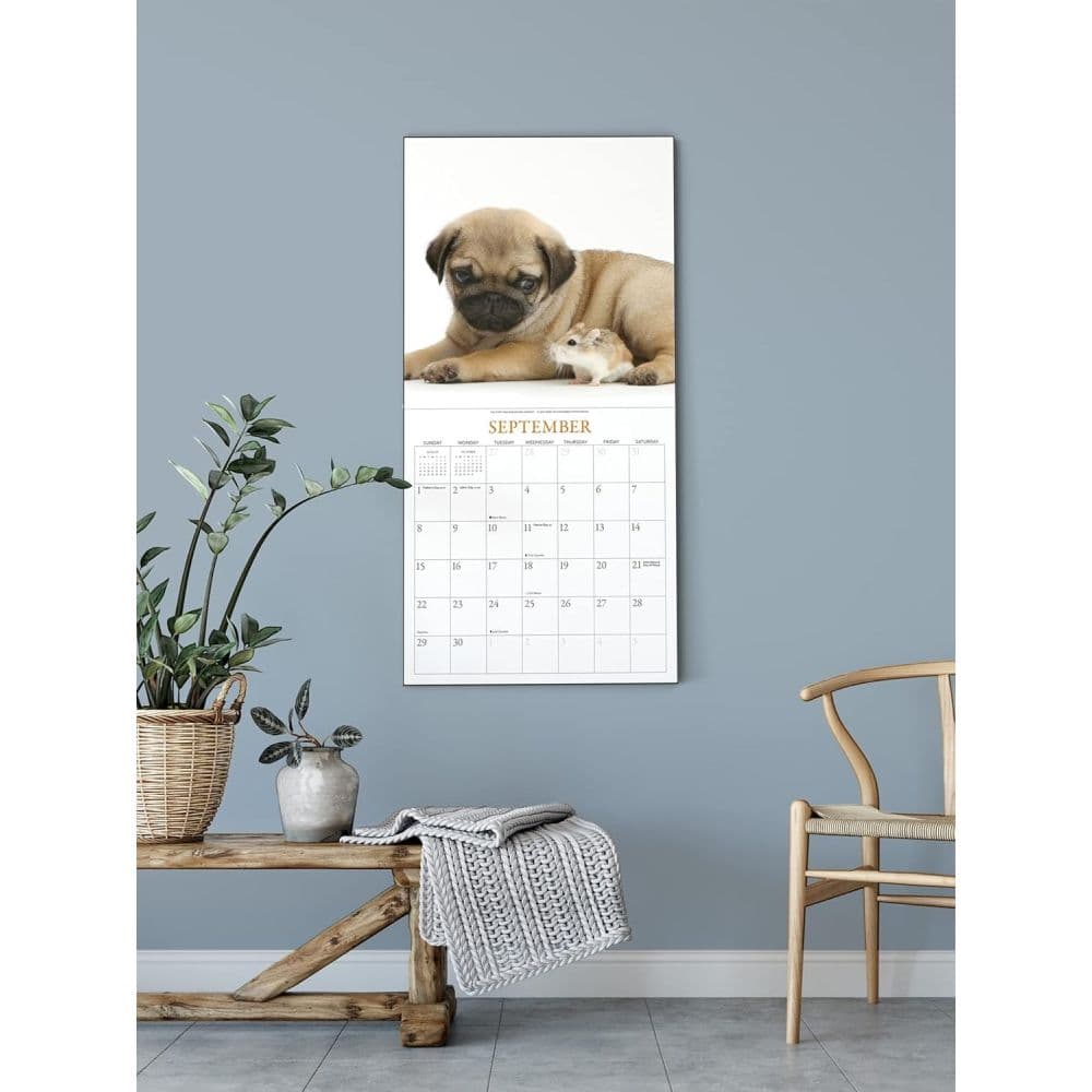 Pugs &amp; Friends 2024 Wall Calendar Fifth Alternate Image width=&quot;1000&quot; height=&quot;1000&quot;