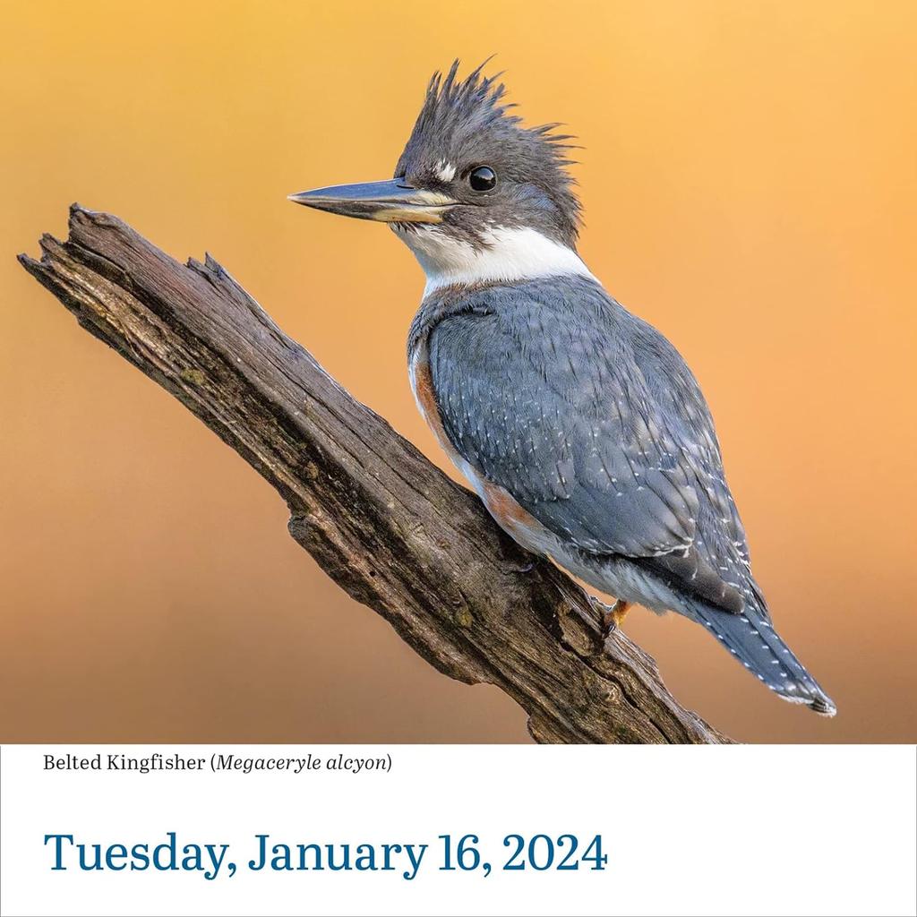 Audubon Birds 2024 Desk Calendar January View