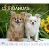 image For the Love of Chihuahuas Deluxe 2024 Wall Calendar Main Product Image width=&quot;1000&quot; height=&quot;1000&quot;