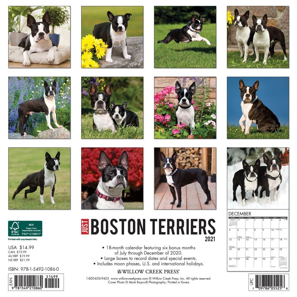 Just Boston Terriers Wall Calendar